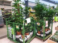 New QFS office – new plants